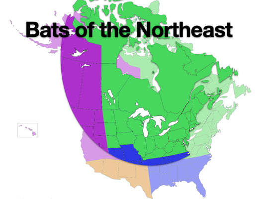 Online Class: Acoustic ID - Bats of the Northeastern U.S. & Eastern Canada